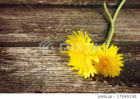 Dandelions on wooden background Dandelions on wooden background 17849198