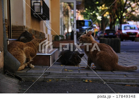 猫　ねこ 17849348