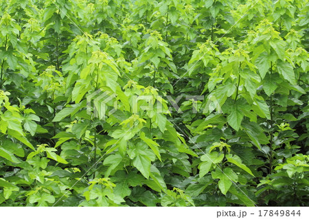 桑の葉 17849844