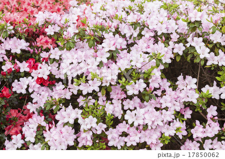 Spring Flowers Spring Flowers 17850062