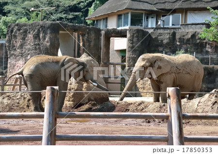 アフリカゾウ アフリカゾウ 17850353