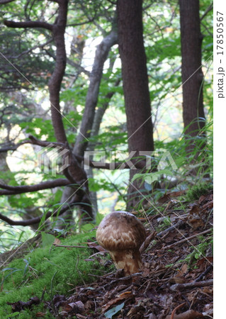 栂松茸 栂松茸 17850567