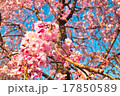 桜 17850589