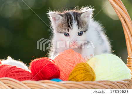 White kitten plays balls of yarn White kitten plays balls of yarn 17850623