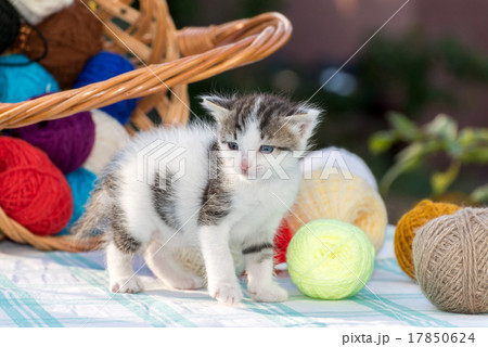 White kitten plays  balls of yarn 17850624