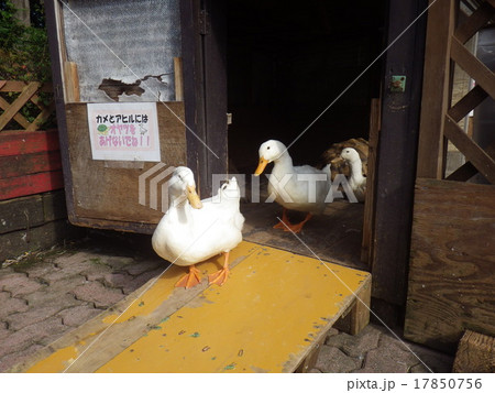 宝登山小動物園のアヒル 埼玉県秩父 の写真素材