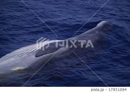 ニタリクジラ ニタリクジラ 17851094