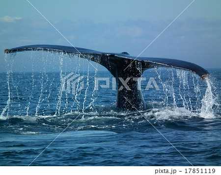 ザトウクジラの尾ビレ 17851119