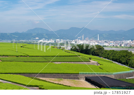 茶畑と大井川 17851927