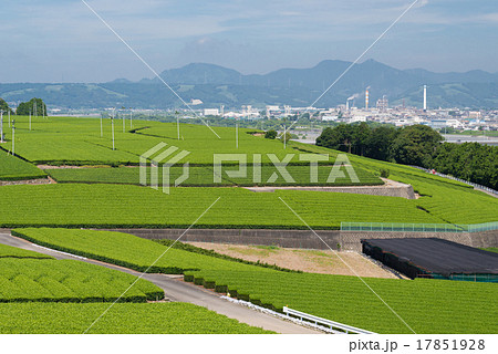 茶畑と大井川 17851928