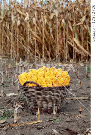 Corn harvesting Corn harvesting 17852726