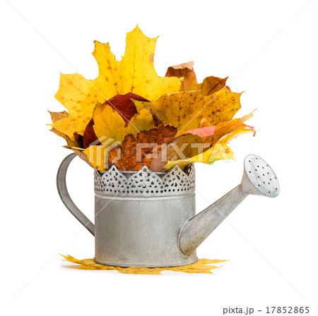watering can full of autumn leaves isolated 17852865