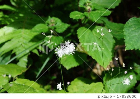 カラマツソウ カラマツソウ 17853600