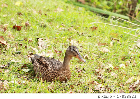座るマガモ 17853823