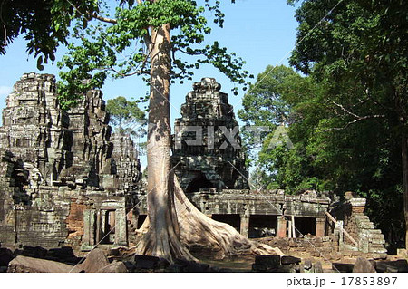 アンコール遺跡群 タ・プローム カジュマル アンコール遺跡群 タ・プローム カジュマル 17853897