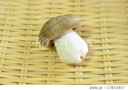 大黒本しめじ 大黒本しめじ 17853937