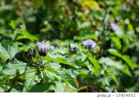 9月花 クロホオズキ ナス科01の写真素材