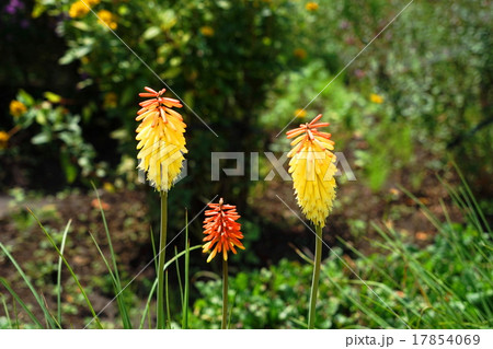 9月花 トリトマ・ユリ科17 9月花 トリトマ・ユリ科17 17854069