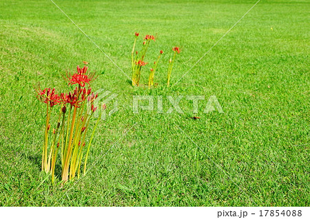9月花　ヒガンバナ・ヒガンバナ科167雁堤 17854088