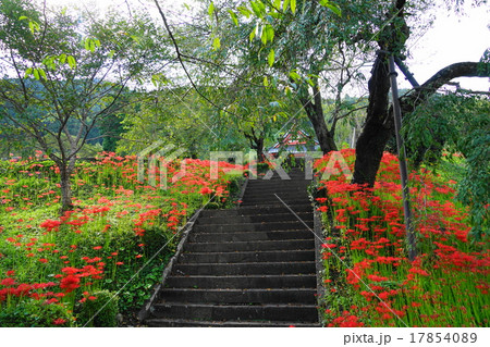 9月花　ヒガンバナ・ヒガンバナ科168興徳寺 17854089
