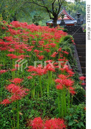 9月花 ヒガンバナ・ヒガンバナ科171興徳寺 9月花 ヒガンバナ・ヒガンバナ科171興徳寺 17854092