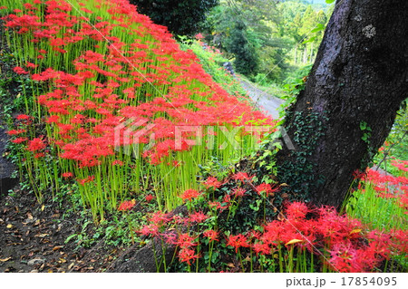 9月花 ヒガンバナ・ヒガンバナ科174興徳寺 9月花 ヒガンバナ・ヒガンバナ科174興徳寺 17854095