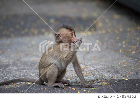 食べるサル 食べるサル 17854352