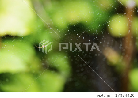 ナガコガネグモの巣 ナガコガネグモの巣 17854420