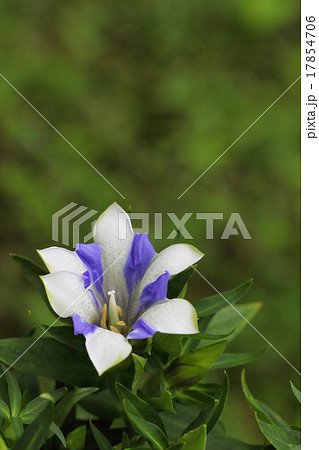 白寿リンドウの花の写真素材