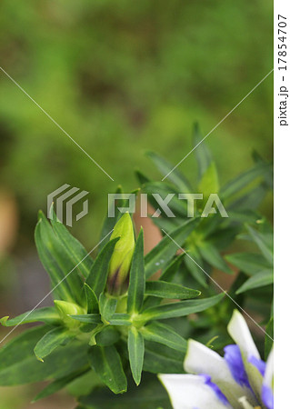 白寿リンドウの花の蕾の写真素材