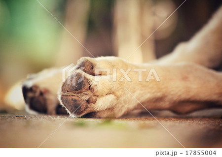 Dog foot 17855004
