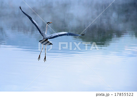 朝霧の金鱗湖 飛び立つサギ 朝霧の金鱗湖 飛び立つサギ 17855522