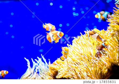 Tropical fish Tropical fish 17855631