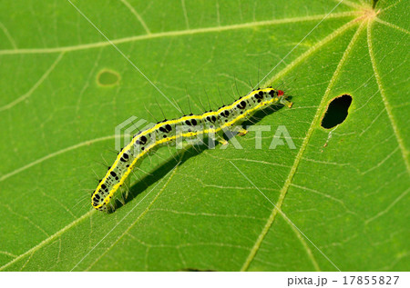 昆虫:ケムシ 昆虫:ケムシ 17855827