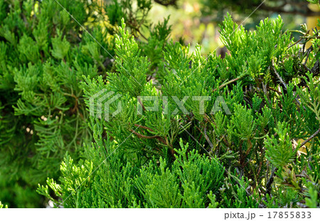 樹木：カイズカイブキ　ヒノキ科 17855833