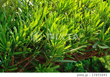 樹木:ラカンマキ マキ科 樹木:ラカンマキ マキ科 17855845