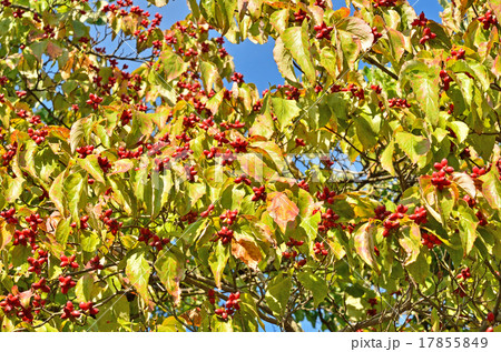 樹木：ベニバナハナミズキ　ミズキ科 17855849