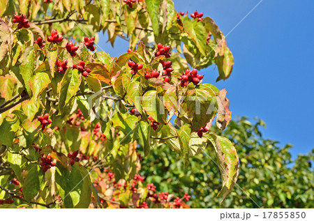 樹木：ベニバナハナミズキ　ミズキ科 17855850