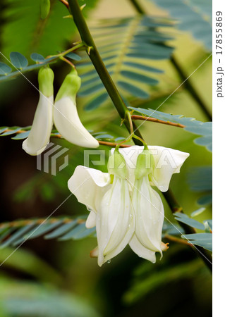 agasta flower on tree. agasta flower on tree. 17855869