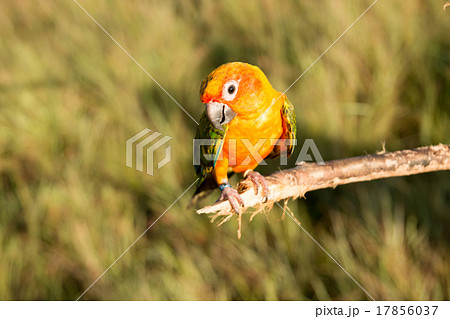 Bird,Sun conure parrot ,pet Bird,Sun conure parrot ,pet 17856037