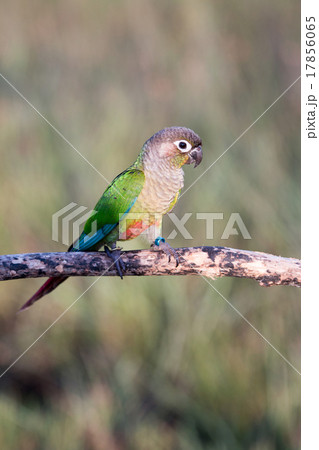Bird,Sun conure parrot ,pet 17856065