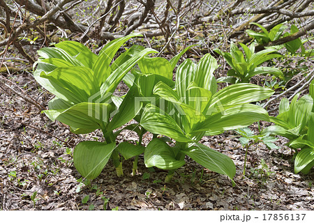 バイケイソウ 17856137