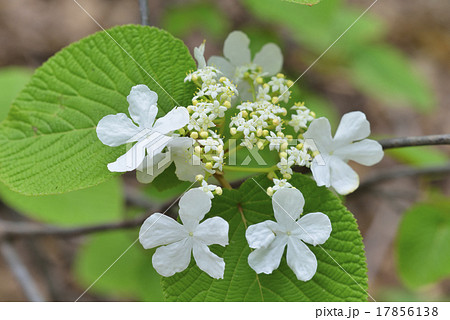 オオカメノキ 17856138