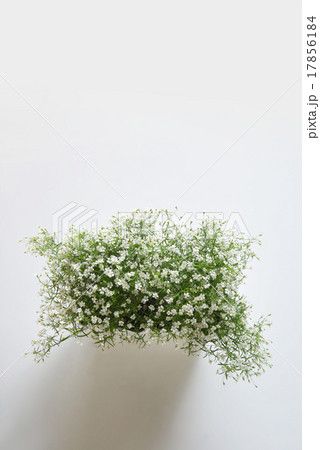 かすみ草 かすみ草 17856184