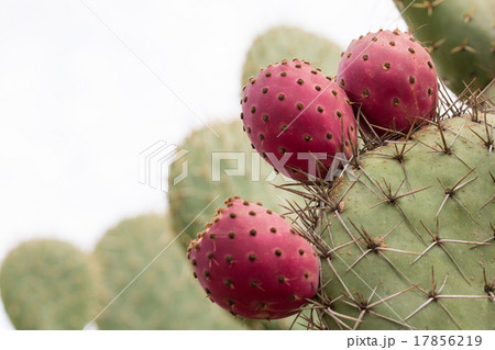 サボテンの実 17856219