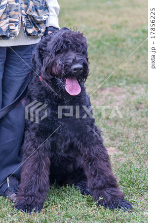 Black Russian Terrier dog sitting near the master 17856225