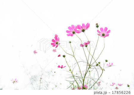 コスモス 17856226