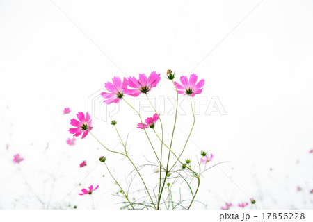 コスモス 17856228