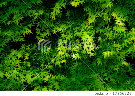 新緑のもみじ 17856229