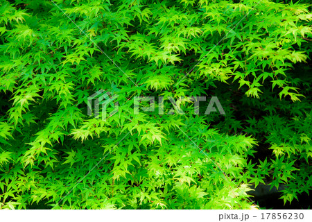 新緑のもみじ 17856230